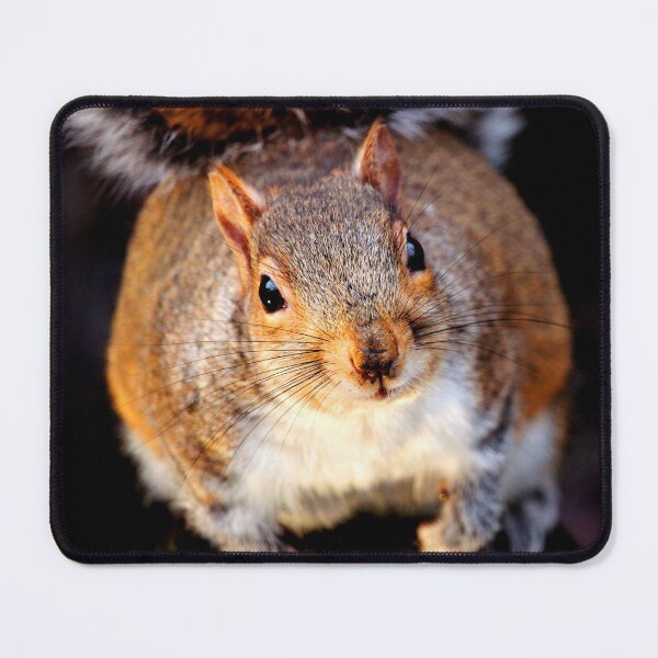 Item preview, ANIMALS #68 - Adorable Curious Squirrel designed and sold by DEL-Productions.
