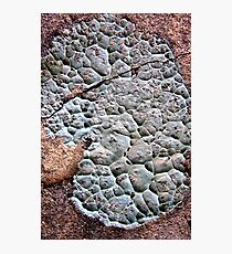 Puttycake Photographic Print