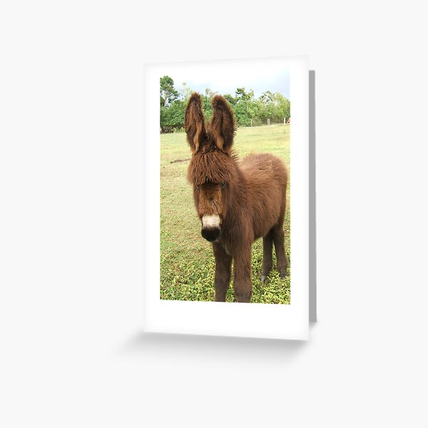 Donkey Greeting Card