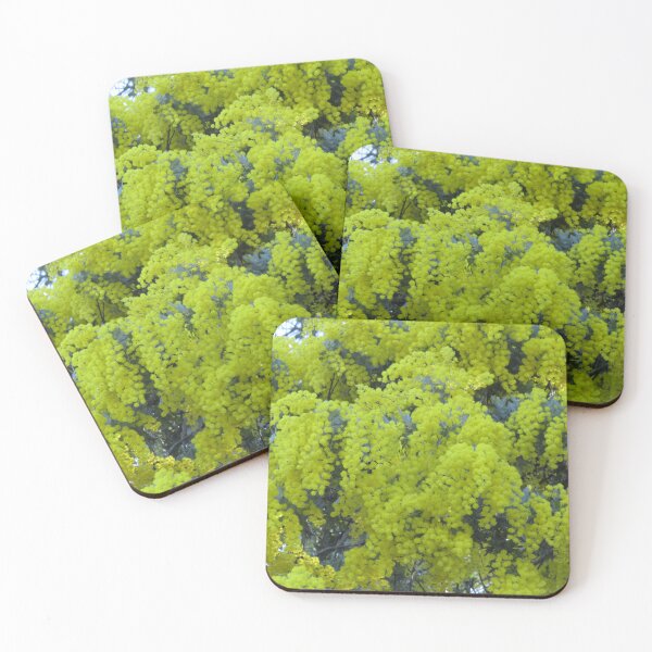 Item preview, Cootamundra wattle flowers designed and sold by greentiger1.
