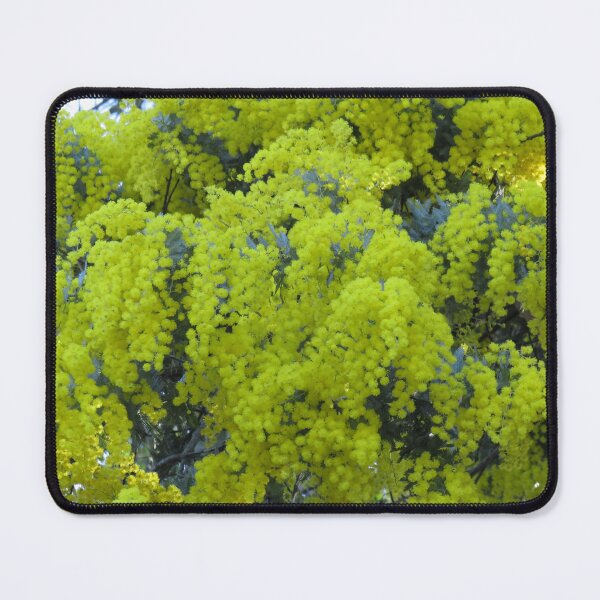 Item preview, Cootamundra wattle flowers designed and sold by greentiger1.