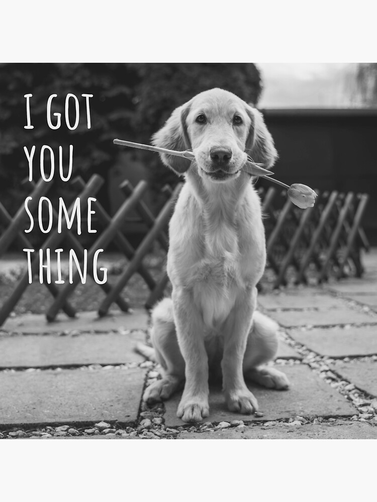 "I Got You Something, Dog Meme" Poster for Sale by SevillaAnimals