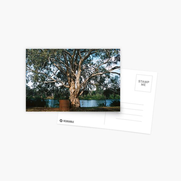 Murray River Gum Postcard