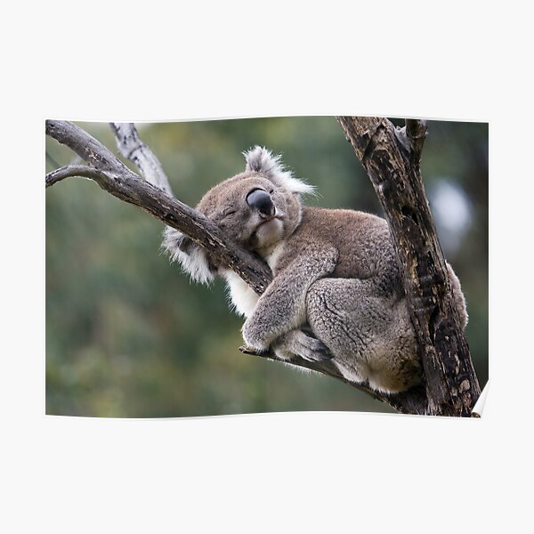 Hug-a-Tree Day Poster
