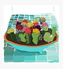 succulent garden Photographic Print