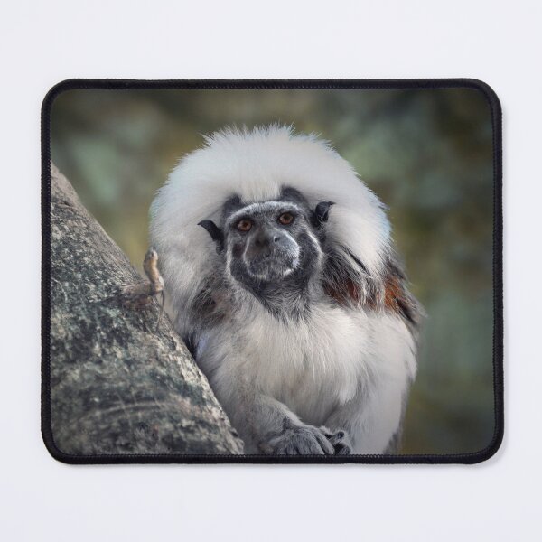 Item preview, Tamarin designed and sold by Savannah Gibbs.