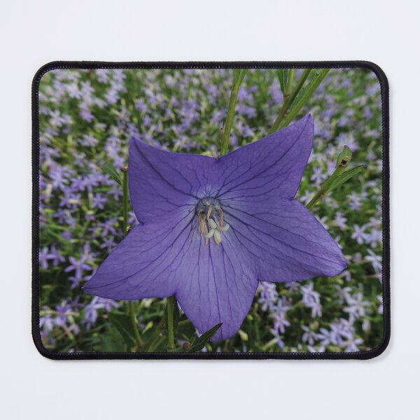 Item preview, Blue Flower of a Campanula persicifolia designed and sold by Marilyn Harris.