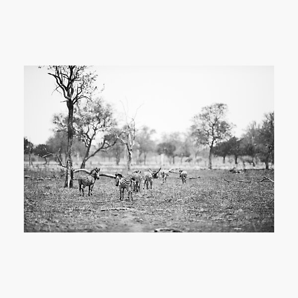 Zebras, afrikanische Natur Fotodruck