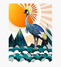 Crowned Crane Photographic Print