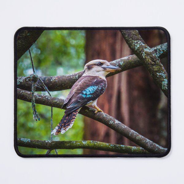 Item preview, Blue Winged Kookaburra in the Dandenongs designed and sold by Steven Jodoin.