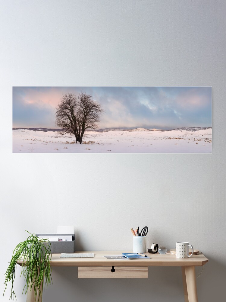 Thumbnail 1 of 3, Poster, Lone Tree, Kiandra, Kosciuszko National Park, New South Wales, Australia designed and sold by Michael Boniwell.