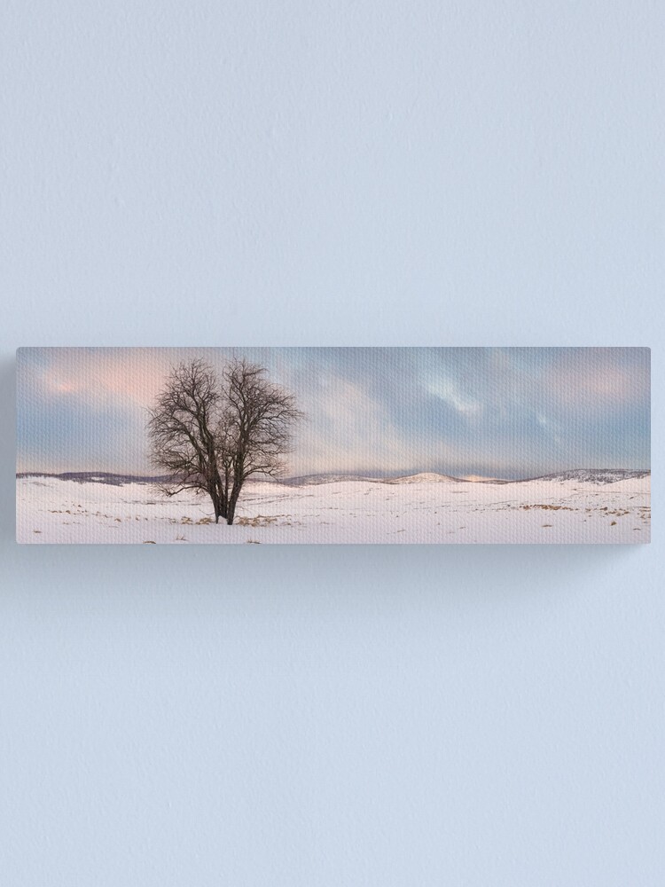 Thumbnail 1 of 3, Canvas Print, Lone Tree, Kiandra, Kosciuszko National Park, New South Wales, Australia designed and sold by Chockstone.