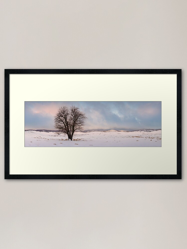 Framed Art Print, Lone Tree, Kiandra, Kosciuszko National Park, New South Wales, Australia designed and sold by Michael Boniwell