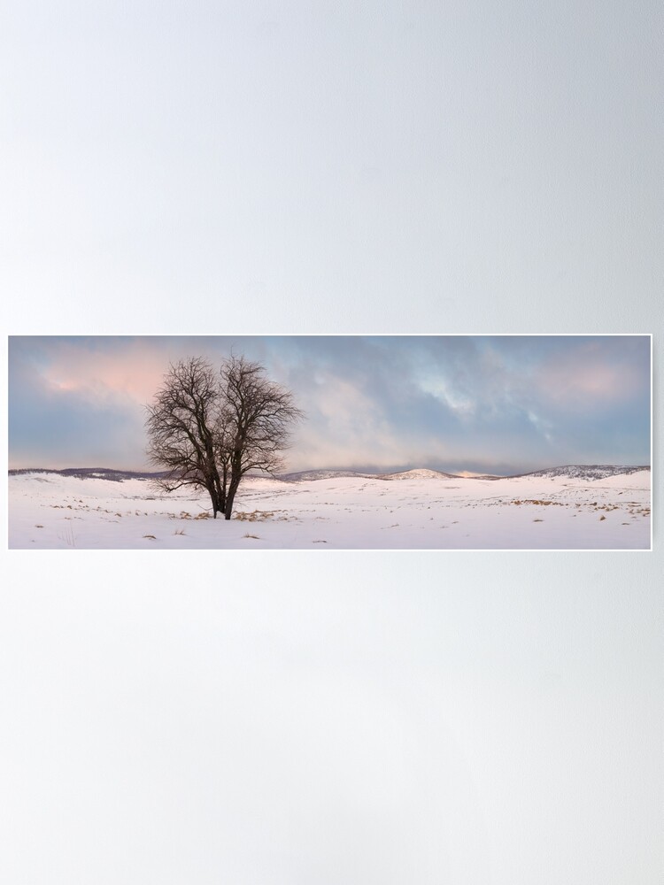 Thumbnail 2 of 3, Poster, Lone Tree, Kiandra, Kosciuszko National Park, New South Wales, Australia designed and sold by Michael Boniwell.