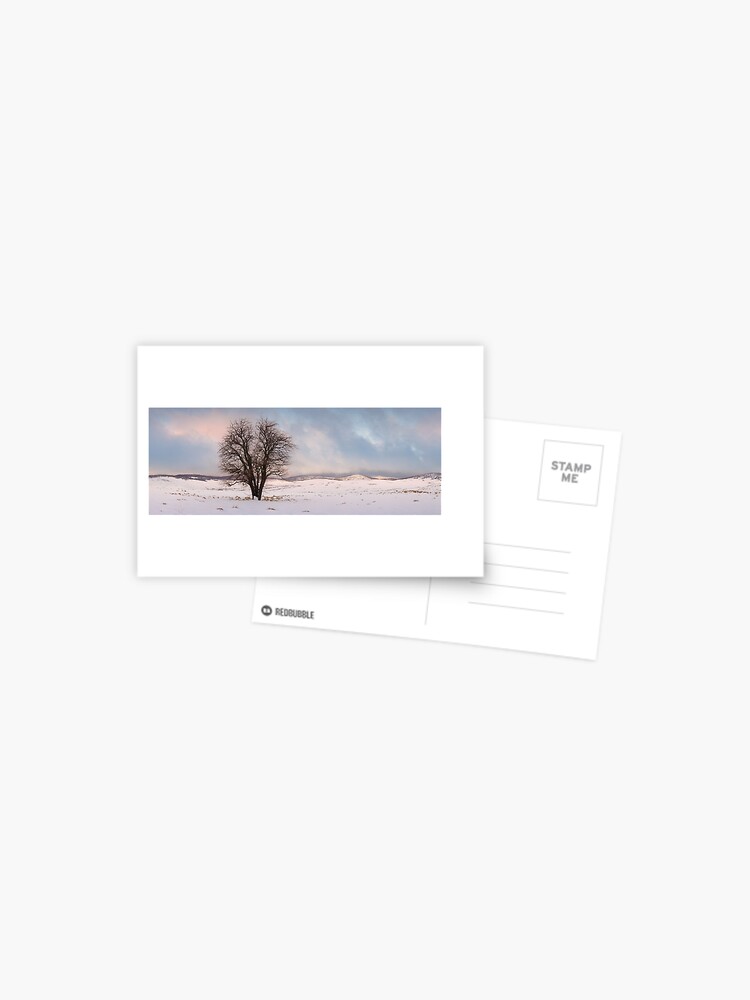 Thumbnail 1 of 2, Postcard, Lone Tree, Kiandra, Kosciuszko National Park, New South Wales, Australia designed and sold by Michael Boniwell.