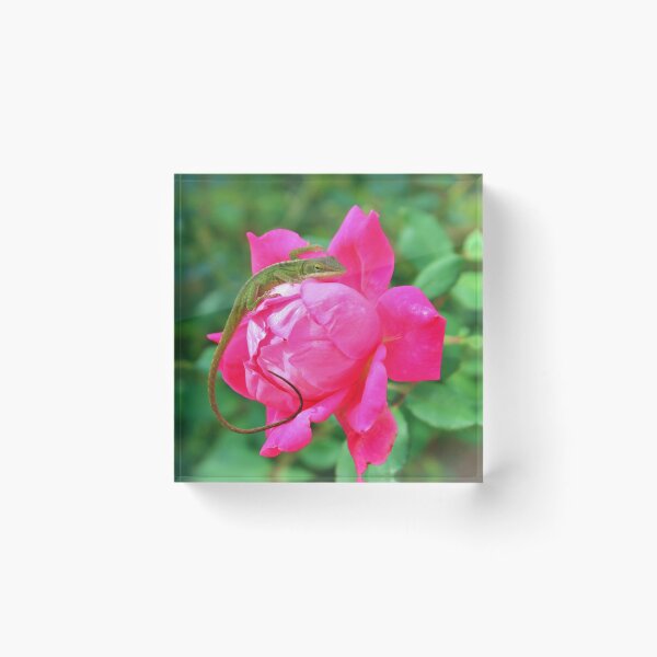 Item preview, Baby Anole On Pink Rose designed and sold by Cynthia48.