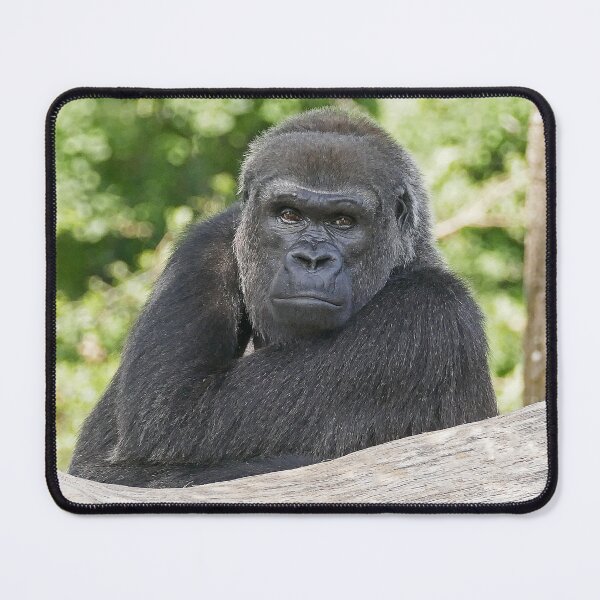 Item preview, r614/ finition 2022 : Gorilla atitude and Expression of a human by Okaio Création  Olavia - Olao designed and sold by o.okaïo.