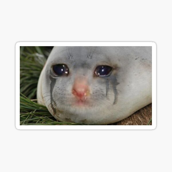 Seal Crying Meme