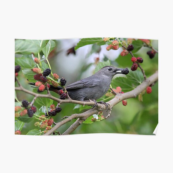 Gray Catbird with a berry Poster