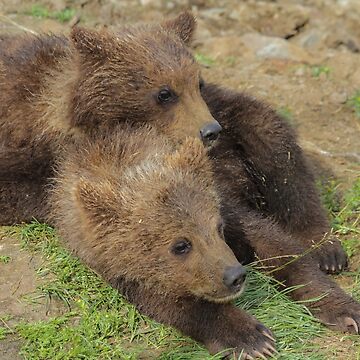 Katmai Cubs Pink T-Shirt