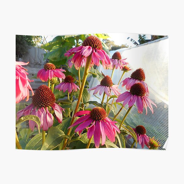 Cone flowers in winter garden Poster