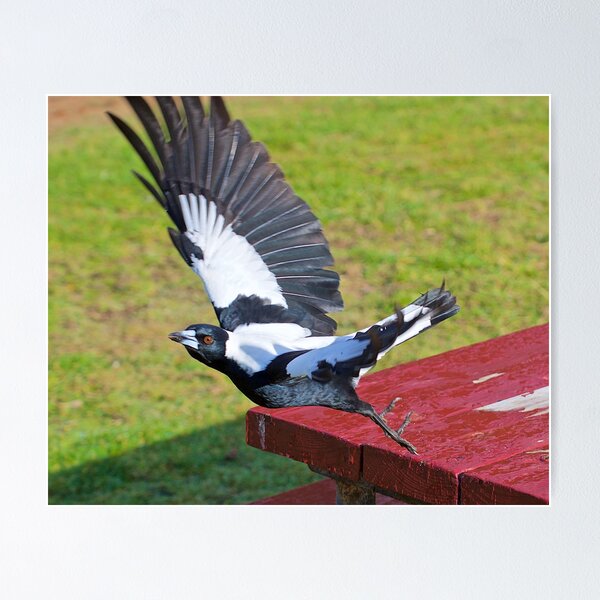 MAGPIE ~ Australian Magpie DZPLEVKC by David Irwin ~ WO Poster