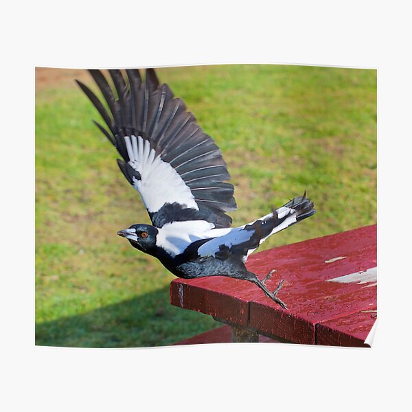 MAGPIE ~ Australian Magpie by David Irwin ~ WO Poster