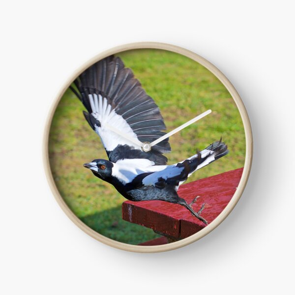 MAGPIE ~ Australian Magpie DZPLEVKC by David Irwin ~ WO Clock
