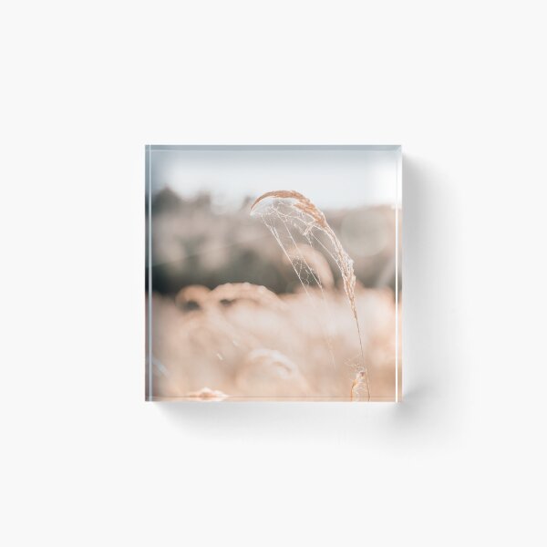 Item preview, Dry grass with spider's web on a beige background. Fine art photography. Ukraine designed and sold by Katenaz.