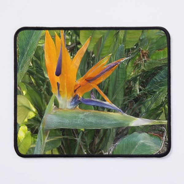 Item preview, Bird of paradise flower, Strelitzia designed and sold by Artis-t-fun.