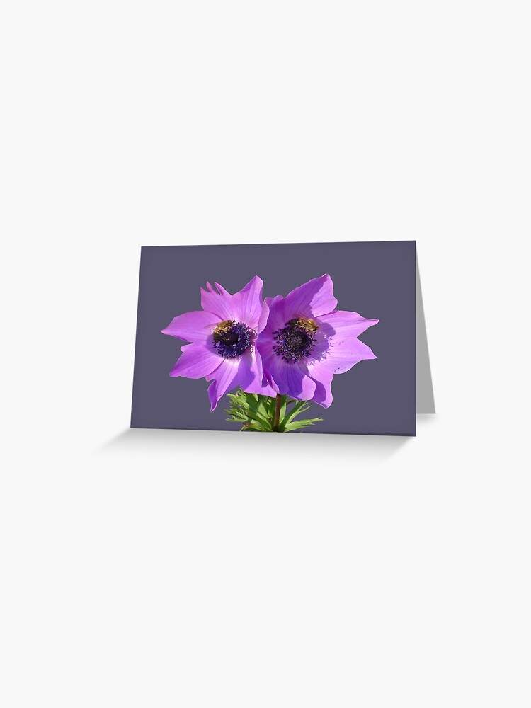 Tarjetas de felicitación «Anémonas rosas púrpuras con arte vectorial de  abejas melíferas» de taiche | Redbubble