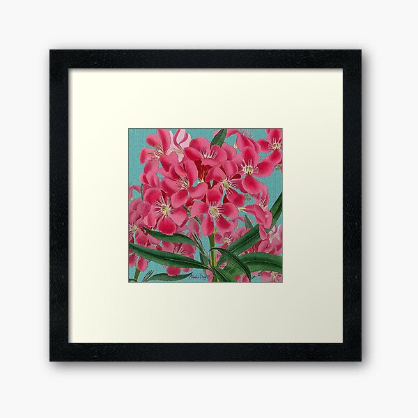 Oleander Gerahmter Kunstdruck