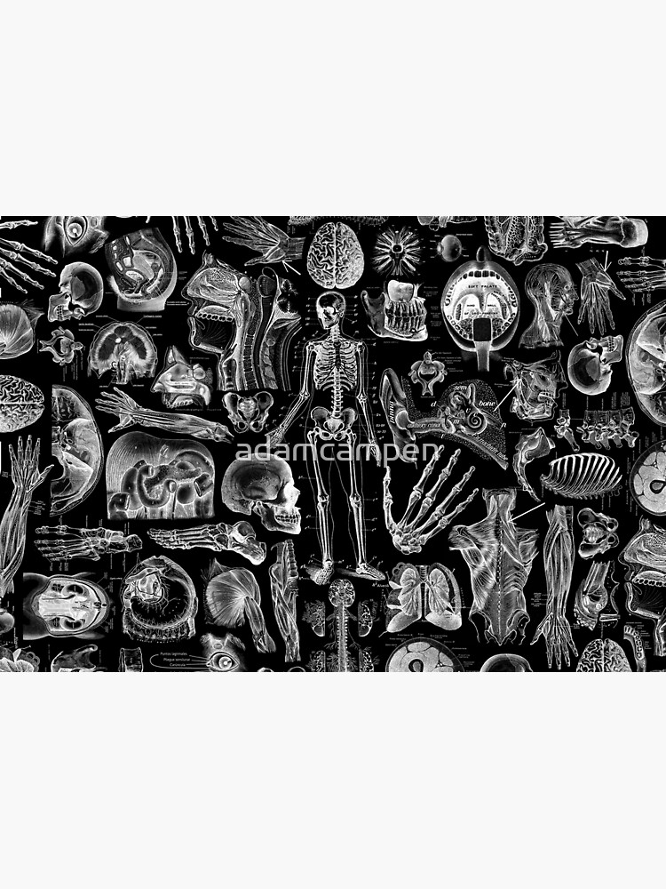 Human Anatomy Black Print by adamcampen