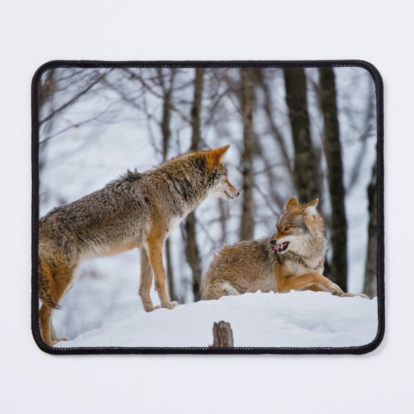 Item preview, Coyotes designed and sold by Michael Cummings.