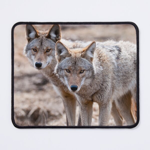 Item preview, Coyotes designed and sold by Michael Cummings.