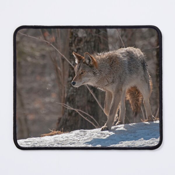 Item preview, Coyote designed and sold by Michael Cummings.