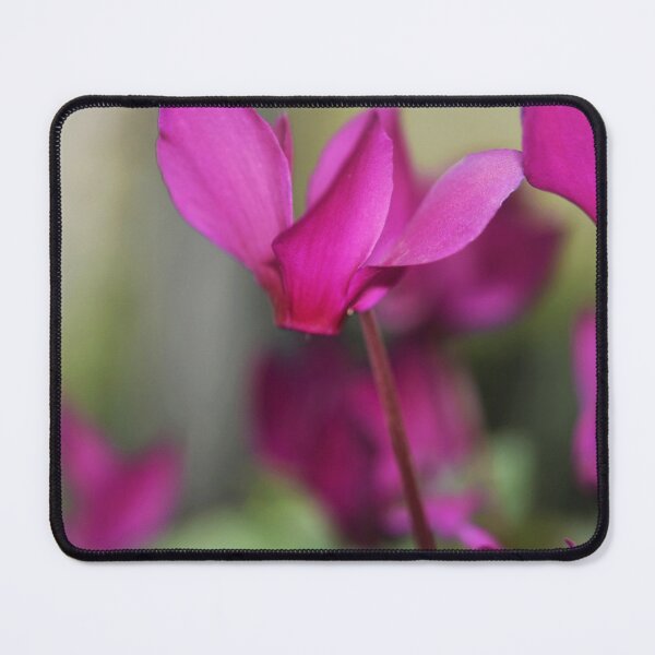 Item preview, Cyclamen bringing colour to winter designed and sold by imaginethis.