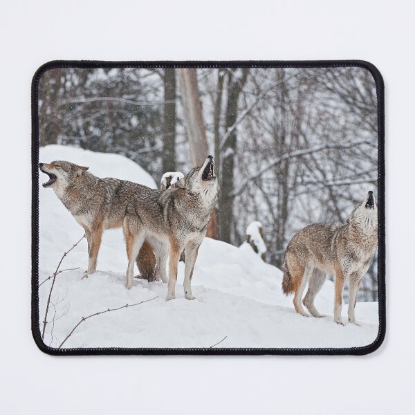 Item preview, Howling Coyotes designed and sold by Michael Cummings.