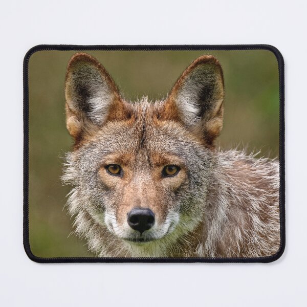 Item preview, Coyote designed and sold by Michael Cummings.