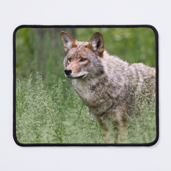 Item preview, Coyote designed and sold by Michael Cummings.