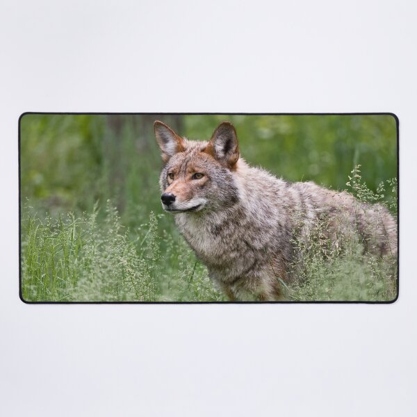 Item preview, Coyote designed and sold by Michael Cummings.