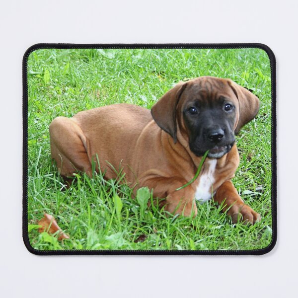 Item preview, Puppy Midori designed and sold by Jo Nijenhuis.