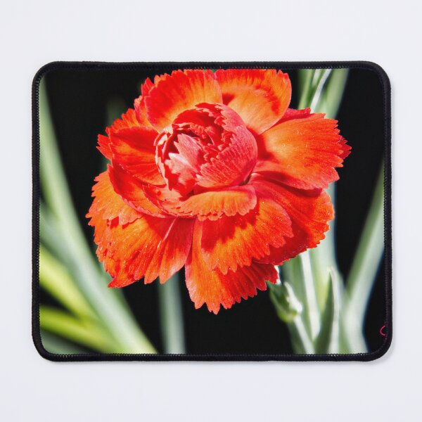 Item preview, Exquisite Miniature Carnation flower by John Skelton  designed and sold by EdwinJohn.
