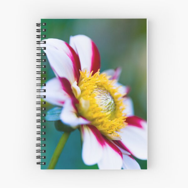 Item preview, Red, White and Yellow vibrant Dahlia flower designed and sold by CyaniRose.