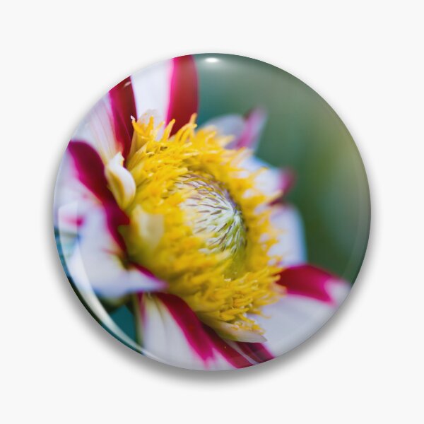 Item preview, Red, White and Yellow vibrant Dahlia flower designed and sold by CyaniRose.