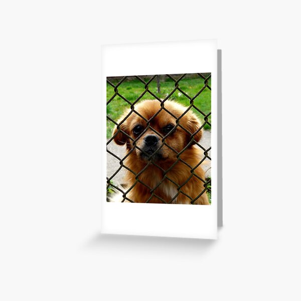 Another prisonier Greeting Card