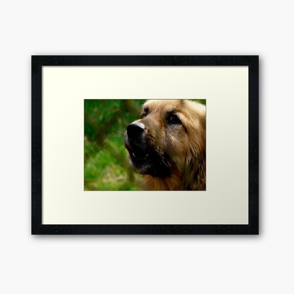 Behind barrs 2 Framed Art Print