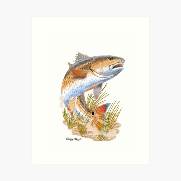 Red Drum Art Print Fishing Gift for Dad, Red Drum Tailing Wall Art