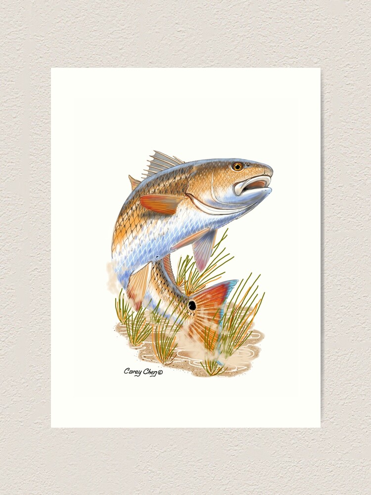 Redfish in grass Art Print for Sale by Carey Chen