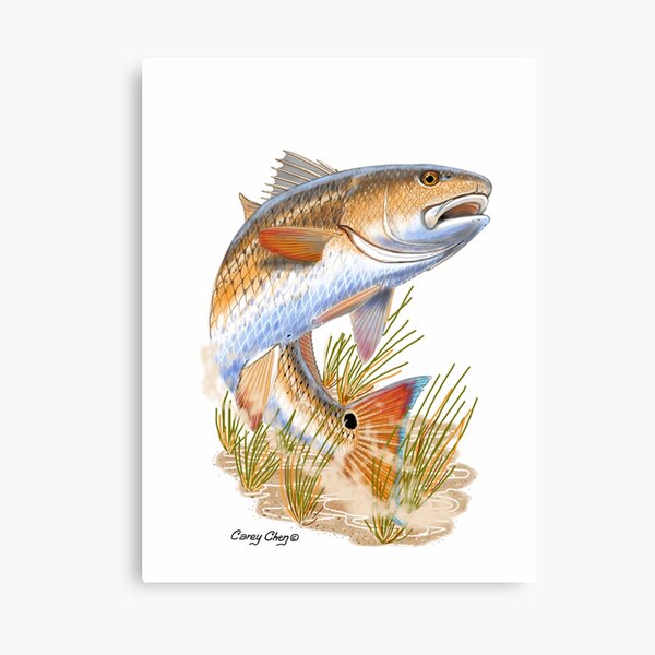 Redfish Art Canvas Prints Redbubble